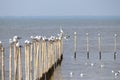 Seagulls perched on bamboo poles in the sea Royalty Free Stock Photo