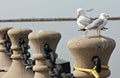 Seagulls perched on Cleveland Harbor, Lake Erie