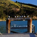 Seagulls perched on a jetty, Akaroa harbour, Banks Peninsula, New Zealand