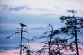 Seagulls perched on old dead Pine trees in a bog