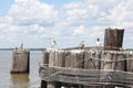 Seagulls perched on the pile clusters in water against a cloudy sky in Chesapeake Bay Royalty Free Stock Photo