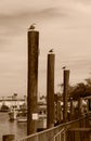 3 Seagulls Royalty Free Stock Photo