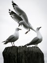 Seagulls perched on a post at a wharf in Whitianga, New Zealand