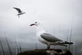 Seagulls perched on a post at a wharf in Whitianga, New Zealand