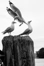 Seagulls perched on a post at a wharf in Whitianga, New Zealand