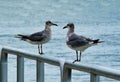 Two Seagulls perched on a railing Royalty Free Stock Photo