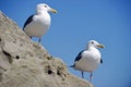 Seagulls Perched on a Rock