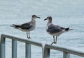 Seagulls perched on top of a railing Royalty Free Stock Photo