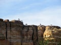 Seagulls perched on top of rock cliff