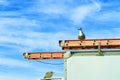 Seagulls perched on Utility truck