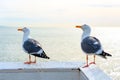 Seagulls perched on wooden railings by the ocean