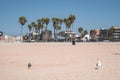 Seagulls perching on sand with trees and buildings in background at Venice beach Royalty Free Stock Photo