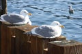 Seagulls on perfect sunny day