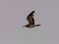 Seagulls and petrel on the edge of Bohai