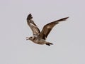 Seagulls and petrel on the edge of Bohai