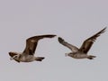 Seagulls and petrel on the edge of Bohai