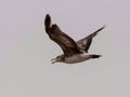 Seagulls and petrel on the edge of Bohai