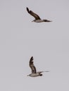 Seagulls and petrel on the edge of Bohai