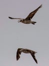 Seagulls and petrel on the edge of Bohai