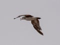 Seagulls and petrel on the edge of Bohai