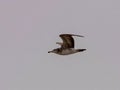 Seagulls and petrel on the edge of Bohai