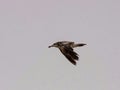 Seagulls and petrel on the edge of Bohai