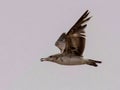 Seagulls and petrel on the edge of Bohai