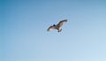 Seagulls Royalty Free Stock Photo