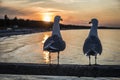 Seagulls on the pier Binz Royalty Free Stock Photo