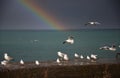 Seagulls on the pier in rainy weather against the backdrop of the sea and the rainbow