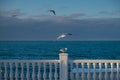 Seagulls pier sea. Beautiful graceful birds on the white concrete railing