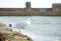 Seagulls at pier of Whitehaven harbour in Cumbria, England, UK