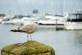 Seagulls at pier of Whitehaven harbour in Cumbria, England, UK