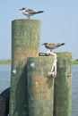 Seagulls on Pilings Royalty Free Stock Photo