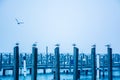 Seagulls on pilings Royalty Free Stock Photo