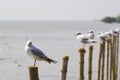 Seagulls on pillars