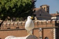 The seagulls that populate Rome