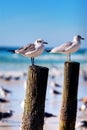 Seagulls on a Post Royalty Free Stock Photo