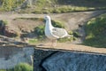 Seagulls on posts around the coastal usa scenes