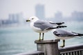 Seagulls on posts around the coastal usa scenes
