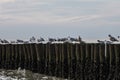 Seagulls on the posts of a breaker