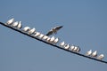 Seagulls on the power line Royalty Free Stock Photo