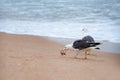 Seagulls prey on crabs on the shores of the Atlantic Ocean. Portugal. Wildlife birds. The struggle for survival. Seagulls eat