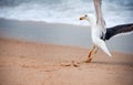 Seagulls prey on crabs on the shores of the Atlantic Ocean. Portugal.  Wildlife birds.  The struggle for survival. Seagulls eat Royalty Free Stock Photo