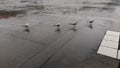 Seagulls on rainy day Royalty Free Stock Photo