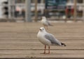 Seagulls