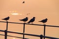 Seagulls Relaxing on Jetty Railings with Rowers Rowing on Leman Lake at Sunset in Background