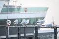Seagulls reposing on the river\'s shore in Cologne Royalty Free Stock Photo