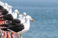 Seagulls rest on the railing along the promenade of ViÃÂ±a del Mar