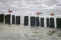 Seagulls sitting on wooden posts near the beach